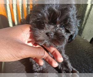 Shih-Poo-Yo-Chon Mix Puppy for sale in LAS VEGAS, NV, USA
