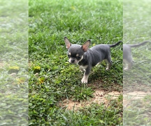 Chihuahua Puppy for sale in FINKSBURG, MD, USA
