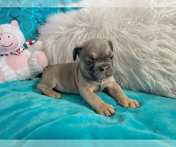 Medium Photo #6 French Bulldog Puppy For Sale in BLACKSHEAR, GA, USA