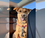 Small #1 Chow Chow Mix