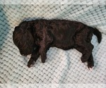 Small Photo #46 Poodle (Standard) Puppy For Sale in CLAYTON, WA, USA