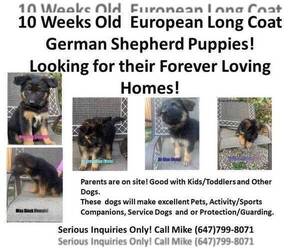 German Shepherd Dog Puppy for sale in Niagara-On-The-Lake, Ontario, Canada