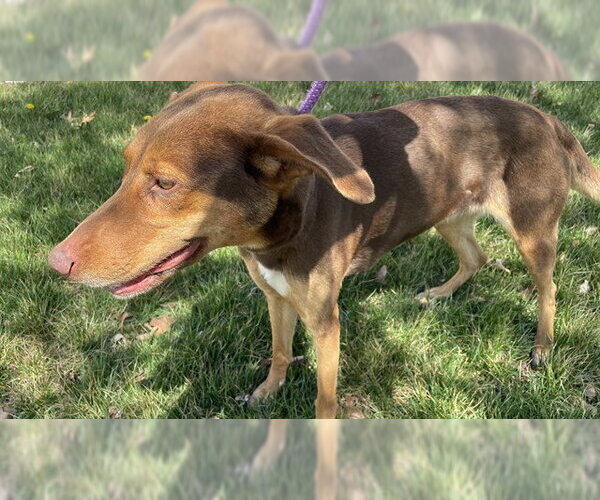 Medium Photo #1 Doberman Pinscher-Unknown Mix Puppy For Sale in Lee's Summit, MO, USA