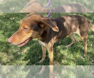Doberman Pinscher-Unknown Mix Dogs for adoption in Lee's Summit, MO, USA
