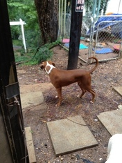 Boxer Puppy for sale in ANDERSON, SC, USA