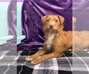 Chihuahua-Miniature Schnauzer Mix Dogs for adoption in Tacoma, WA, USA