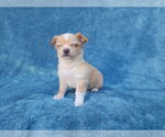 Small #5 Chihuahua Mix