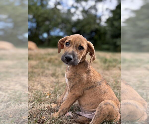 Medium Photo #5 Labrador Retriever-Plott Hound Mix Puppy For Sale in Brewster, NY, USA