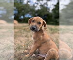 Small #4 Labrador Retriever-Plott Hound Mix