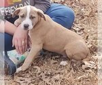 Small Photo #7 American Pit Bull Terrier-Unknown Mix Puppy For Sale in Alexander, AR, USA