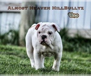 Olde English Bulldogge Puppy for Sale in FAIRMONT, West Virginia USA