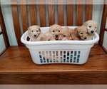 Small Photo #22 Goldendoodle mix (+ Poodle Miniature) Puppy For Sale in NORTH LIBERTY, IN, USA
