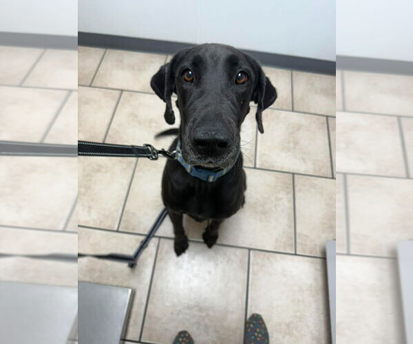 Medium Photo #5 Great Dane-Labrador Retriever Mix Puppy For Sale in Bullard, TX, USA
