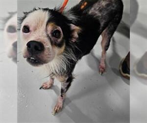 Chihuahua-Unknown Mix Dogs for adoption in Temple, TX, USA