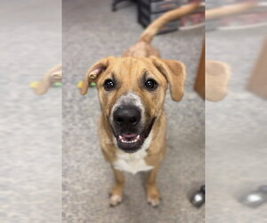 Mutt Dogs for adoption in Bemidji, MN, USA