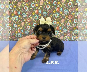 Yorkshire Terrier Puppy for sale in WINNSBORO, LA, USA