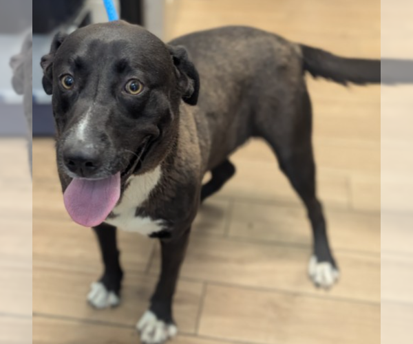 Medium Photo #1 Labrador Retriever-Unknown Mix Puppy For Sale in Rowlett, TX, USA