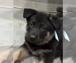 Small #8 German Shepherd Dog