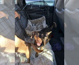 Chihuahua Dogs for adoption in Alameda, CA, USA