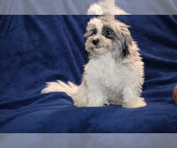 Medium Photo #4 ShihPoo Puppy For Sale in DYERSBURG, TN, USA