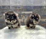 Small #5 Pomeranian