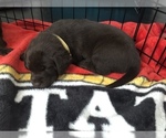 Small Photo #25 Labrador Retriever Puppy For Sale in CLEARWATER, FL, USA