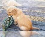 Small Photo #1 Golden Retriever Puppy For Sale in LEON, KS, USA