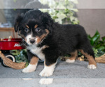Puppy Donner Miniature Australian Shepherd