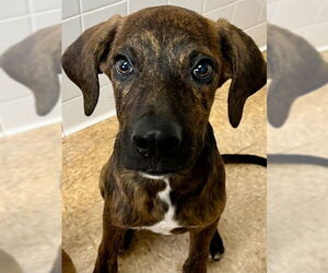 Mutt Dogs for adoption in San Antonio, TX, USA