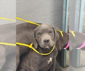 Great Dane-Unknown Mix Dogs for adoption in Las Vegas, NV, USA