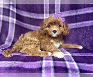 Cavapoo Puppy for sale in LAKELAND, FL, USA