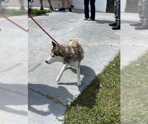 - Mix Dogs for adoption in Palmetto, FL, USA