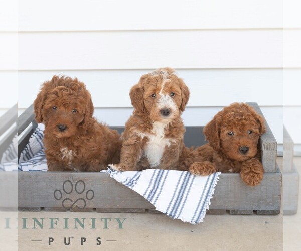 Medium Photo #3 Goldendoodle (Miniature) Puppy For Sale in DORNSIFE, PA, USA