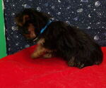 Small Photo #38 Yorkshire Terrier Puppy For Sale in PATERSON, NJ, USA