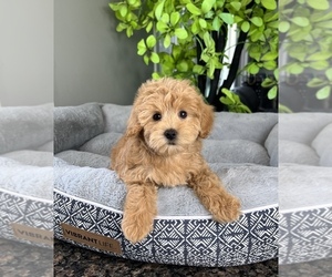 Goldendoodle (Miniature) Puppy for sale in FRANKLIN, IN, USA