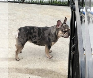 Mother of the French Bulldog puppies born on 08/21/2025