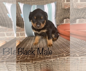 Rottweiler Puppy for sale in ARDMORE, OK, USA