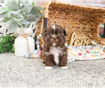 Small #5 Shih Tzu