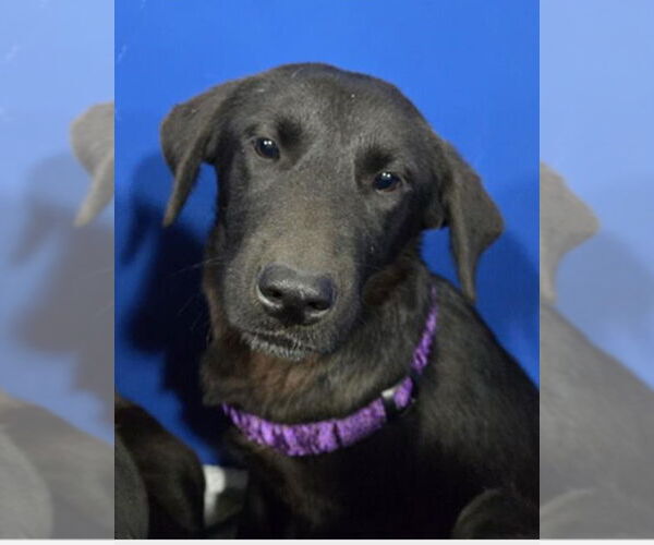 Medium Photo #1 Labrador Retriever-Unknown Mix Puppy For Sale in Canton, CT, USA