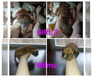 Basset Hound Puppy for sale in BULLS GAP, TN, USA