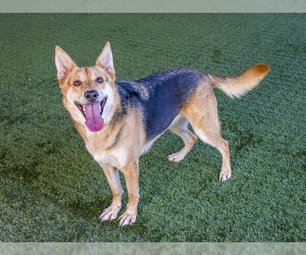 Medium Photo #2 German Shepherd Dog-Unknown Mix Puppy For Sale in Pasadena, CA, USA