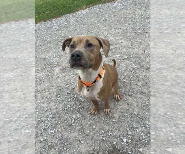 Medium Photo #2 Boxer-Unknown Mix Puppy For Sale in Evansville, IN, USA