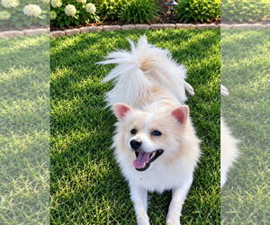 SPONSOR OR FOSTER ME - Bailey - Male Pomeranian-Unknown Mix Dog for Adoption - Photo #2