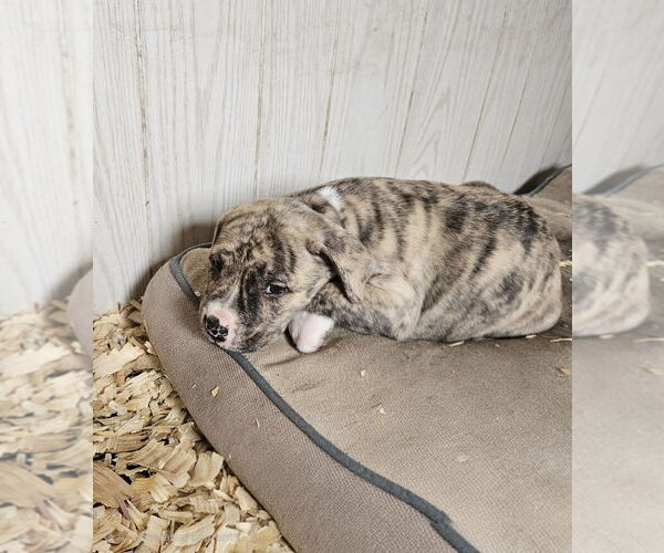 Medium Photo #3 American Pit Bull Terrier-Unknown Mix Puppy For Sale in Brewster, NY, USA