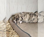 Small #2 American Bandogge mastiff