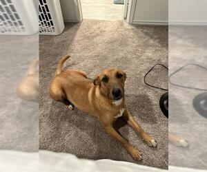 Labrador Retriever-Unknown Mix Dogs for adoption in San Antonio, TX, USA