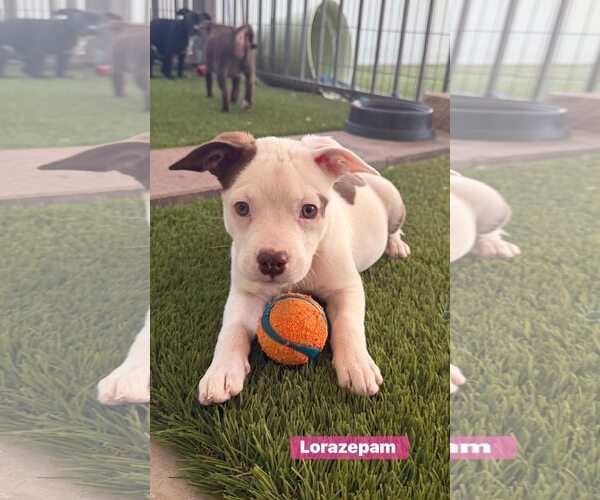 Medium Photo #3 Pug-Staffordshire Bull Terrier Mix Puppy For Sale in Cave Creek, AZ, USA