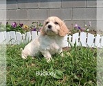 Small #1 Cavachon