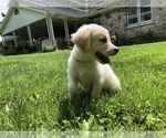 Small Photo #19 Golden Retriever Puppy For Sale in SCHNECKSVILLE, PA, USA