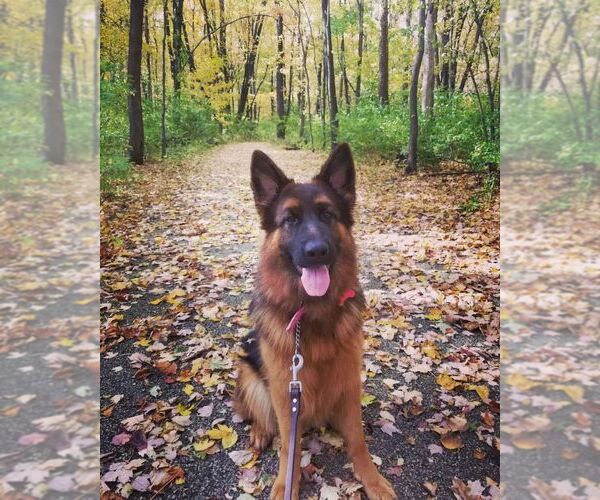 Medium Photo #1 German Shepherd Dog Puppy For Sale in CHRISNEY, IN, USA